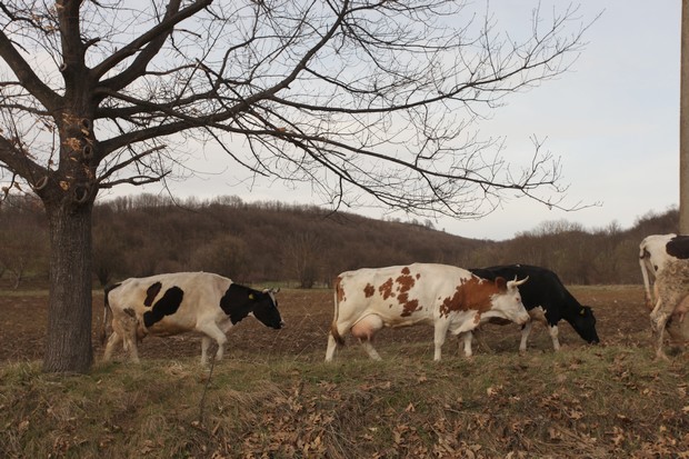 крави - село Радювене