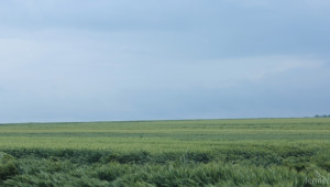 Стимулират руските фермери да застраховат  - Снимка 1