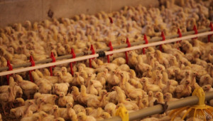 Китайците ядат повече пилешко месо заради страха от АЧС  - Снимка 1