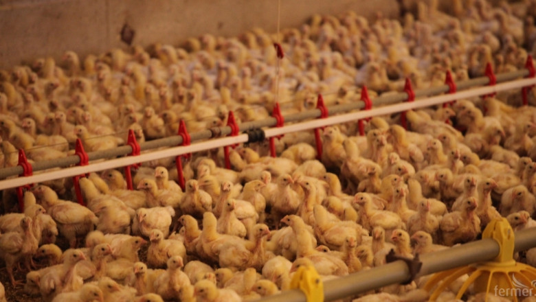 Китайците ядат повече пилешко месо заради страха от АЧС 