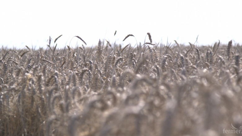 Експерти: Климатът заплашва зърнените култури