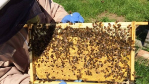 О, чудо! Организирана продажба на мед в Добруджа - Снимка 1