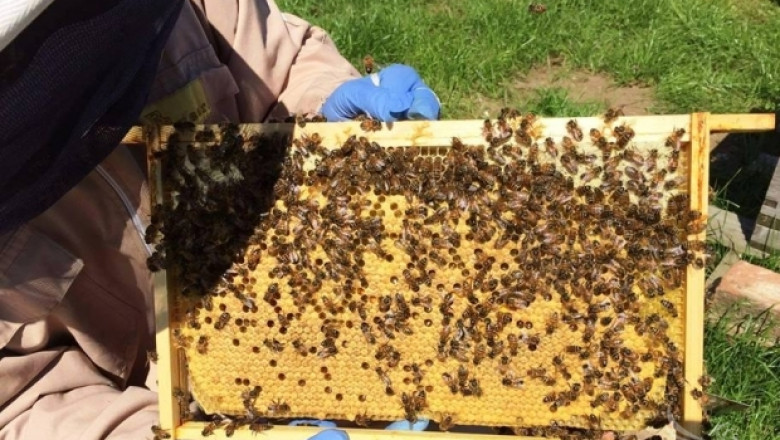 О, чудо! Организирана продажба на мед в Добруджа
