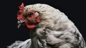 Птичият грип у нас погуби над 1 милион бройлери, кокошки и патици - Снимка 2