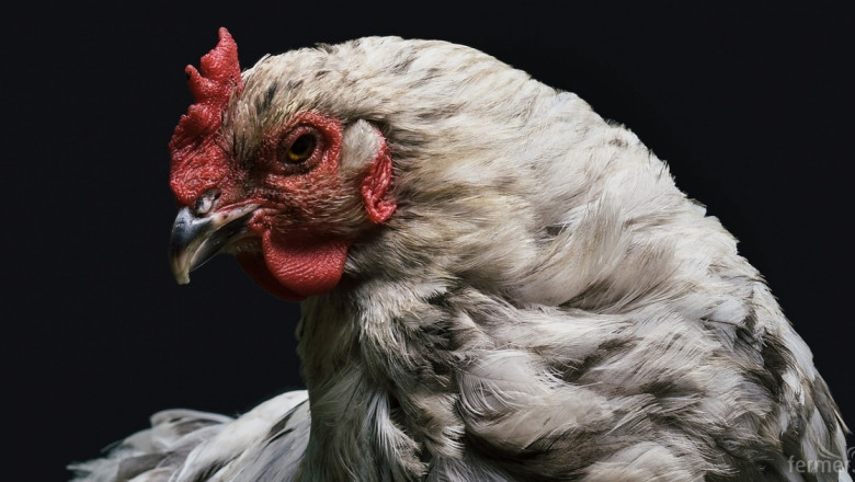 Птичият грип у нас погуби над 1 милион бройлери, кокошки и патици
