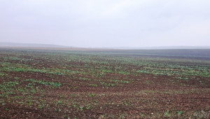 Реколтата от рапица и пшеница в Добруджа e пред провал - Снимка 1