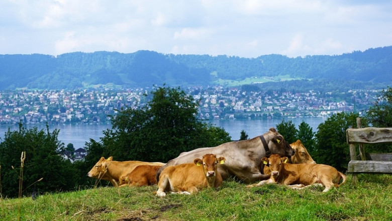 1000 на година: Толкова ферми затварят врати в Швейцария 