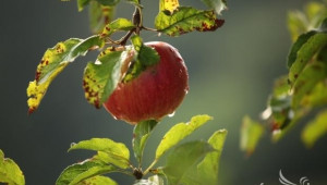Полша обмисля смяна на курса - ще произвежда био ябълки  - Снимка 1