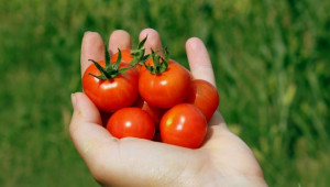 Хидрогел вместо аквапоника за доматите - Снимка 1