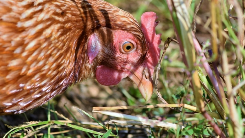 Русия отмени забраната за внос на птиче месо от България 