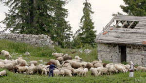 Шест областни офиса работят за овцевъди и козевъди - Снимка 1