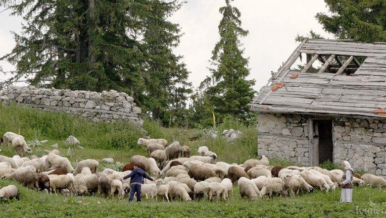 Шест областни офиса работят за овцевъди и козевъди