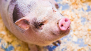 Намалява пологовието от свине в Дания - Снимка 1