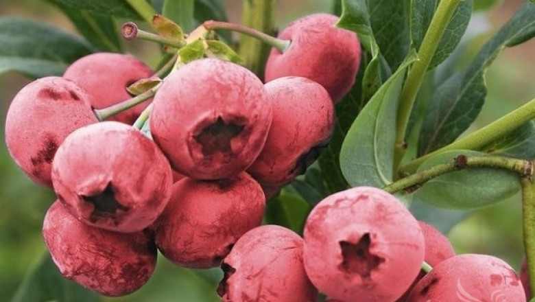 Любопитни факти за розовата боровинка Pink Lemonade 