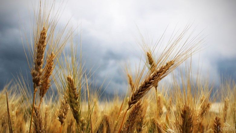 Агресивен износ свали цените на пшеницата