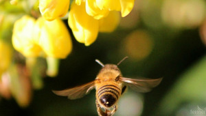 Баварците решават бъдещето на пчелите - Снимка 1