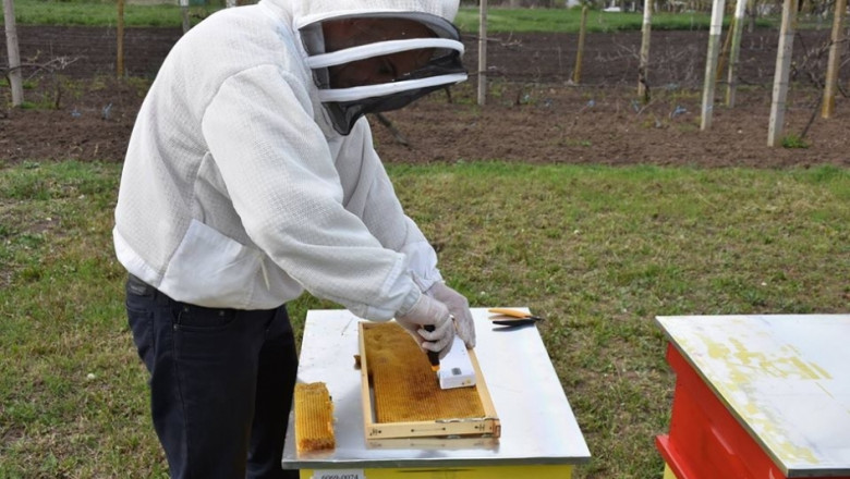Как авиоинженер спасява пчелите със смарт сензори?