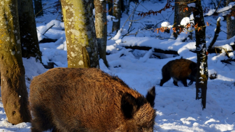 Спряха продажбата и движението на прасета във Варненско
