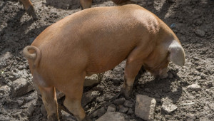 Испания вече не е най-големият вносител на свинско месо в Китай  - Снимка 2