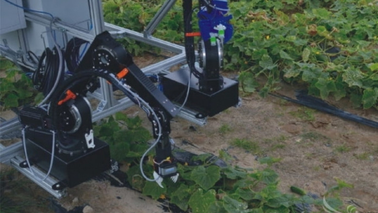 Робот с две ръце събира краставици 