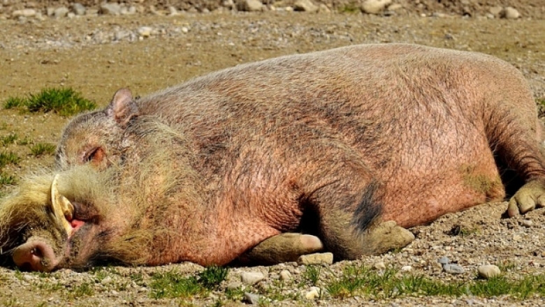 Нов случай на Африканска чума при дива свиня край Девня