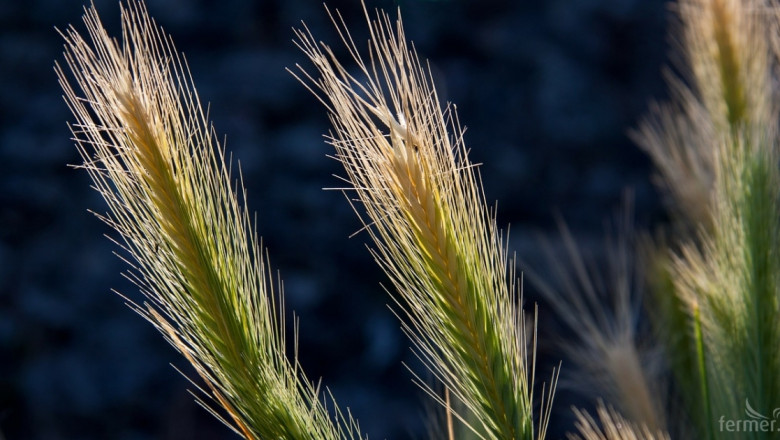 Хлебното зърно в Черноморския регион надхвърли 260 долара/тон