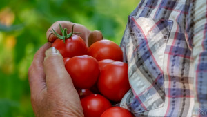В десетката: Най-големите производители на домати - Снимка 2