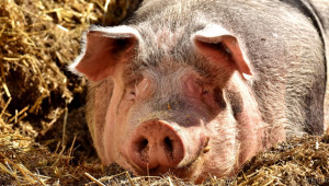 Вижте новите ограничения за свиневъдите у нас заради чумата - Снимка 1