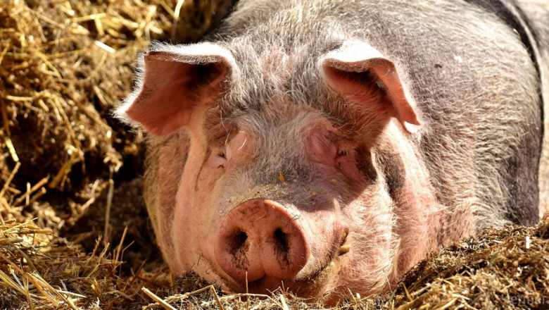 Вижте новите ограничения за свиневъдите у нас заради чумата