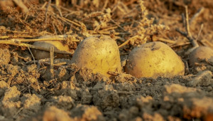 Германия отчете най-слабата реколта от картофи в новата си история - Снимка 1