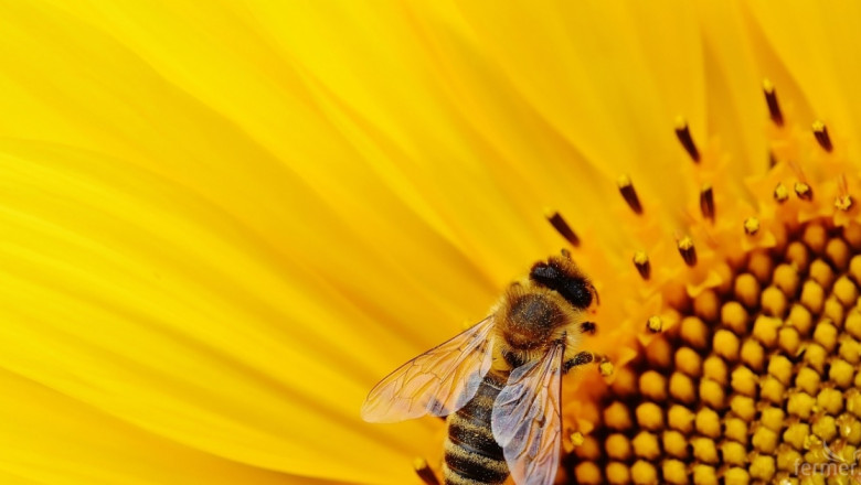 ДФЗ: Пчеларите получиха 3,3 млн. лв. държавна помощ dе minimis