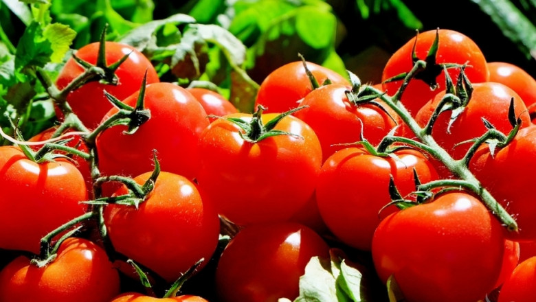 Вирус по доматите в Германия заплашва целия отрасъл