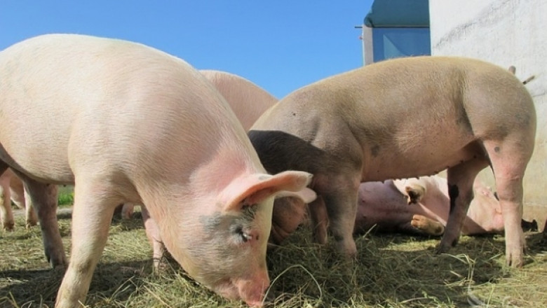 Намериха се пари за свиневъдите в Тутраканци