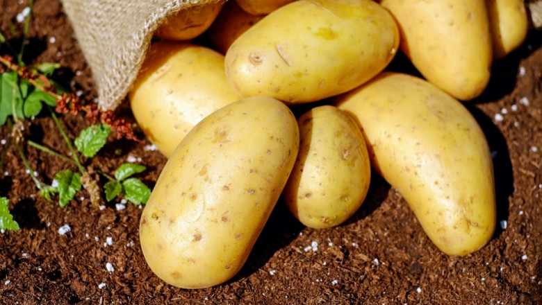 Британски фермери се отказват от картофите заради климата
