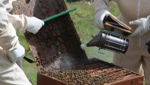 Пчеларите се готвят за традиционното изложение в Плевен - Снимка 2