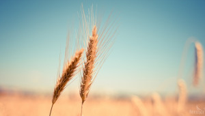Предлагането на пшеница се свива със 17% - Снимка 1