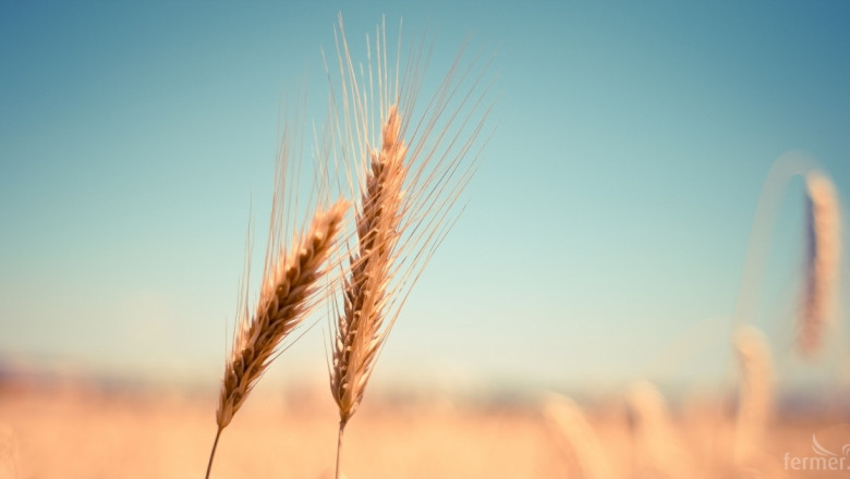 Предлагането на пшеница се свива със 17%