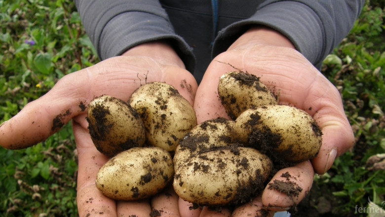 В десетката: Най-големите производители на картофи