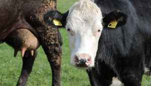И тази година експерти обучиха говедовъди в страната - Снимка 2