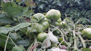 ЕК прогнозира по-малко производство на домати, но по-големи добиви - Снимка 2