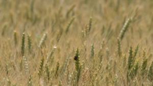 Египет повиши прогнозата си за производство на пшеница - Снимка 1