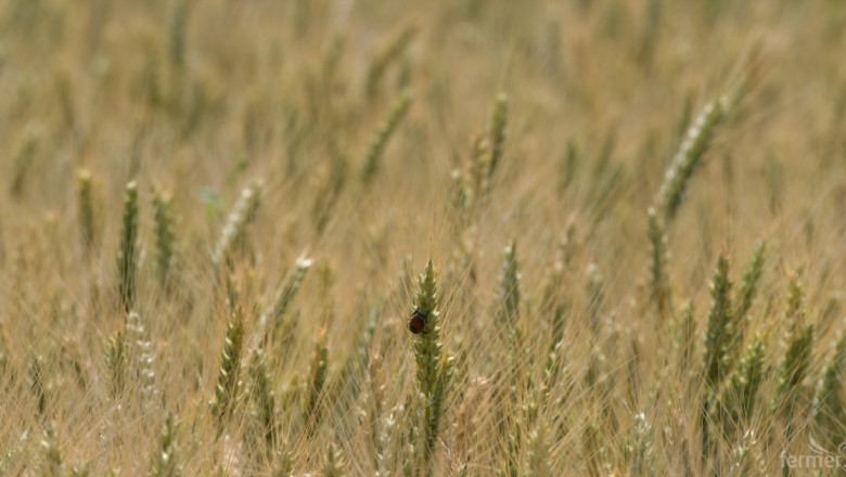 Египет повиши прогнозата си за производство на пшеница