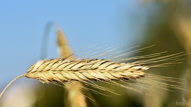 Кой спечели търга за внос на пшеница в Египет?