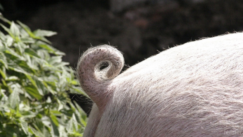 Колко хуманно е рязането на свинските опашки?