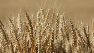 Украйна въвежда нов стандарт за пшеницата - Снимка 2