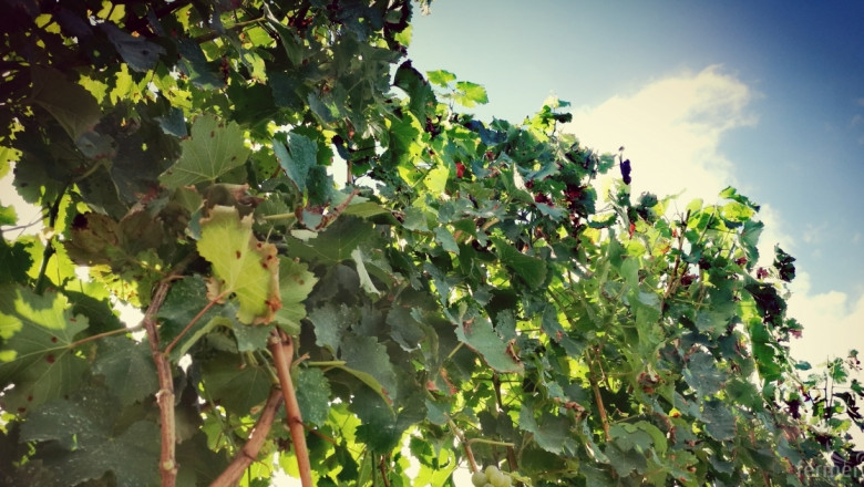 Лозаро-винарската програма: С какво е полезна?