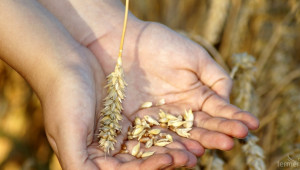 В десетката: Най-големите производители на пшеница - Снимка 2
