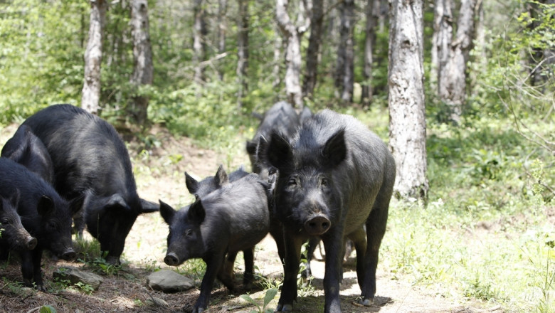 Как да оцелее Източнобалканската свиня при АЧС?