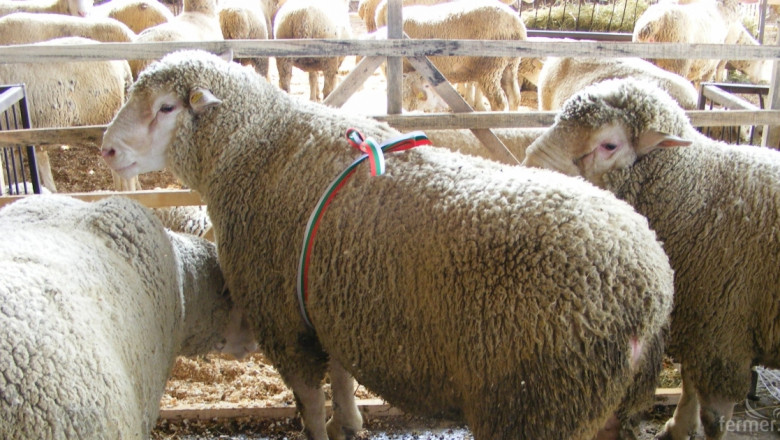 Договорен е износ на български овце за Турция и Египет