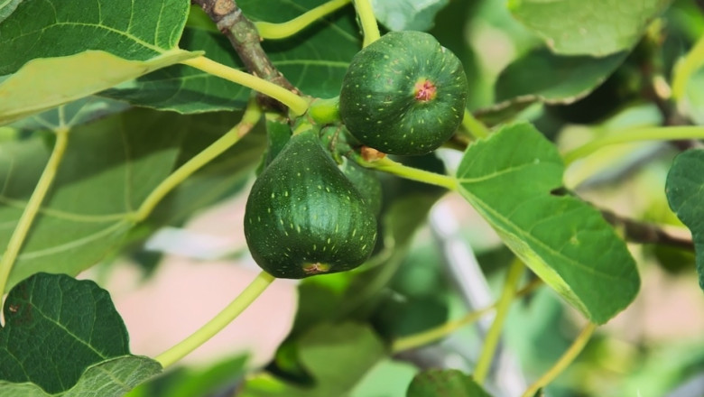 Технология увеличава 3 пъти реколтата от смокини